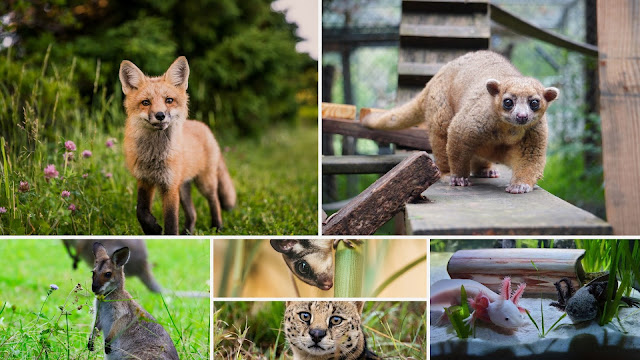 7 exotic pets