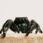 do tarantulas bite