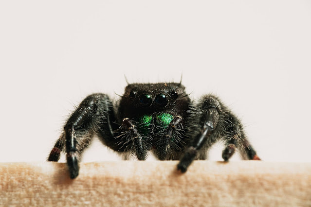 do tarantulas bite