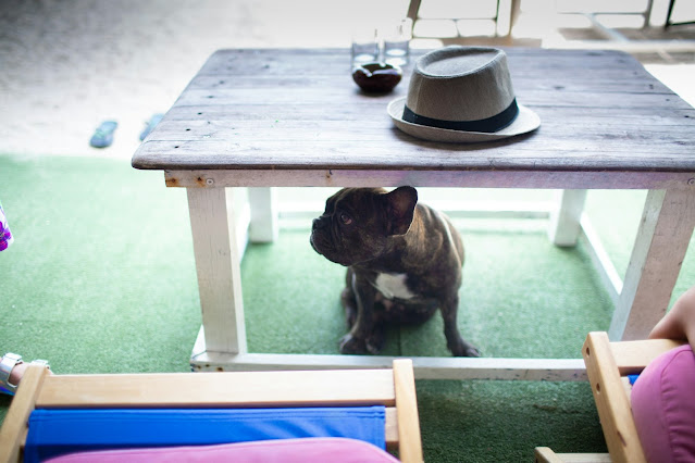dog training to sit while eating