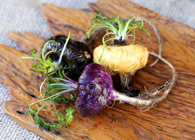 maca plant