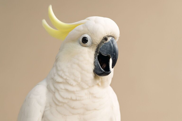 can a cockatoo talk